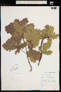 Quercus robur image