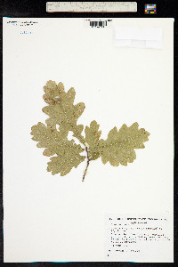 Quercus robur image