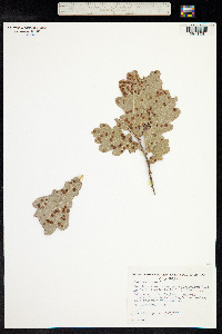 Quercus robur image