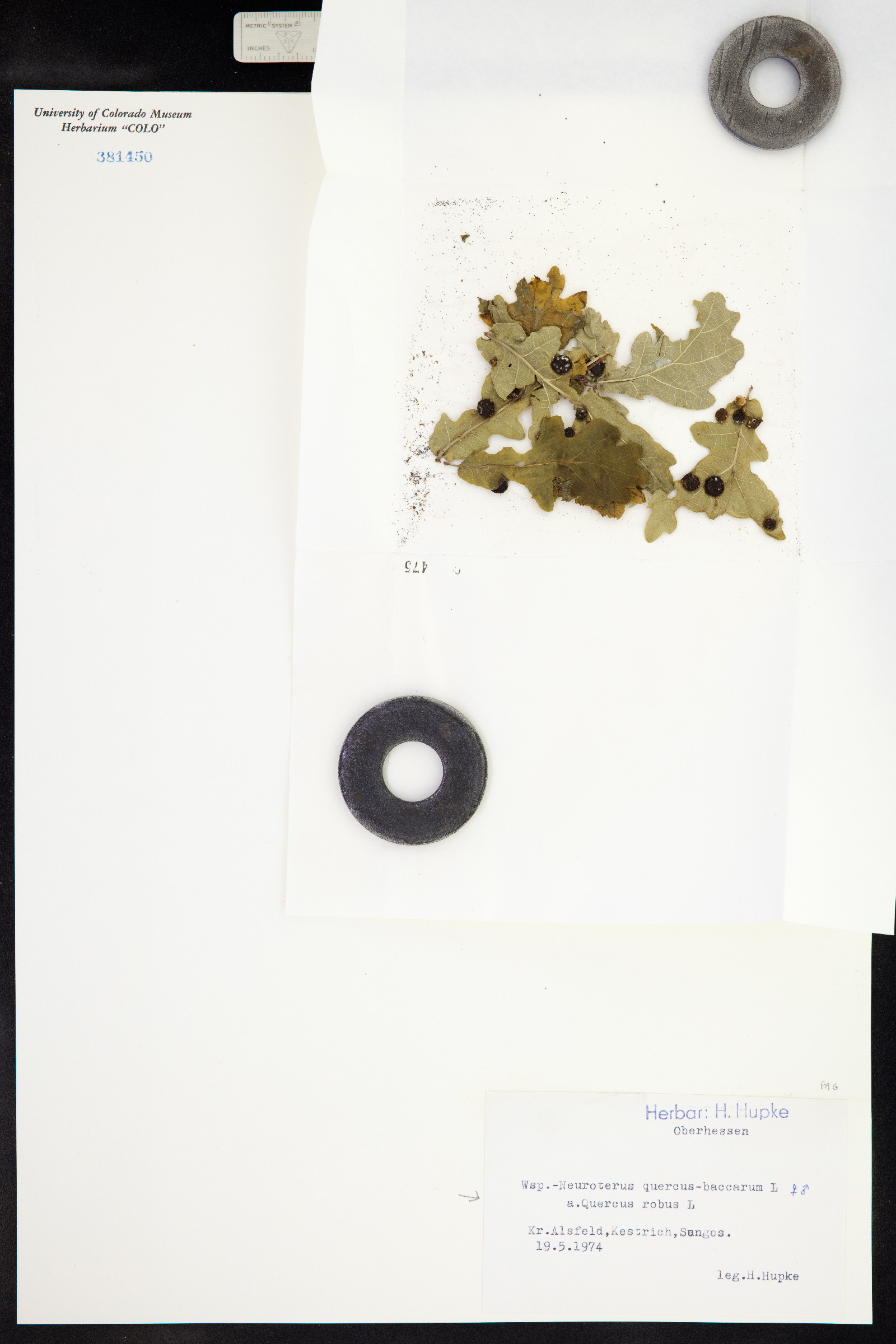 Quercus robur image