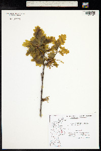 Quercus robur image