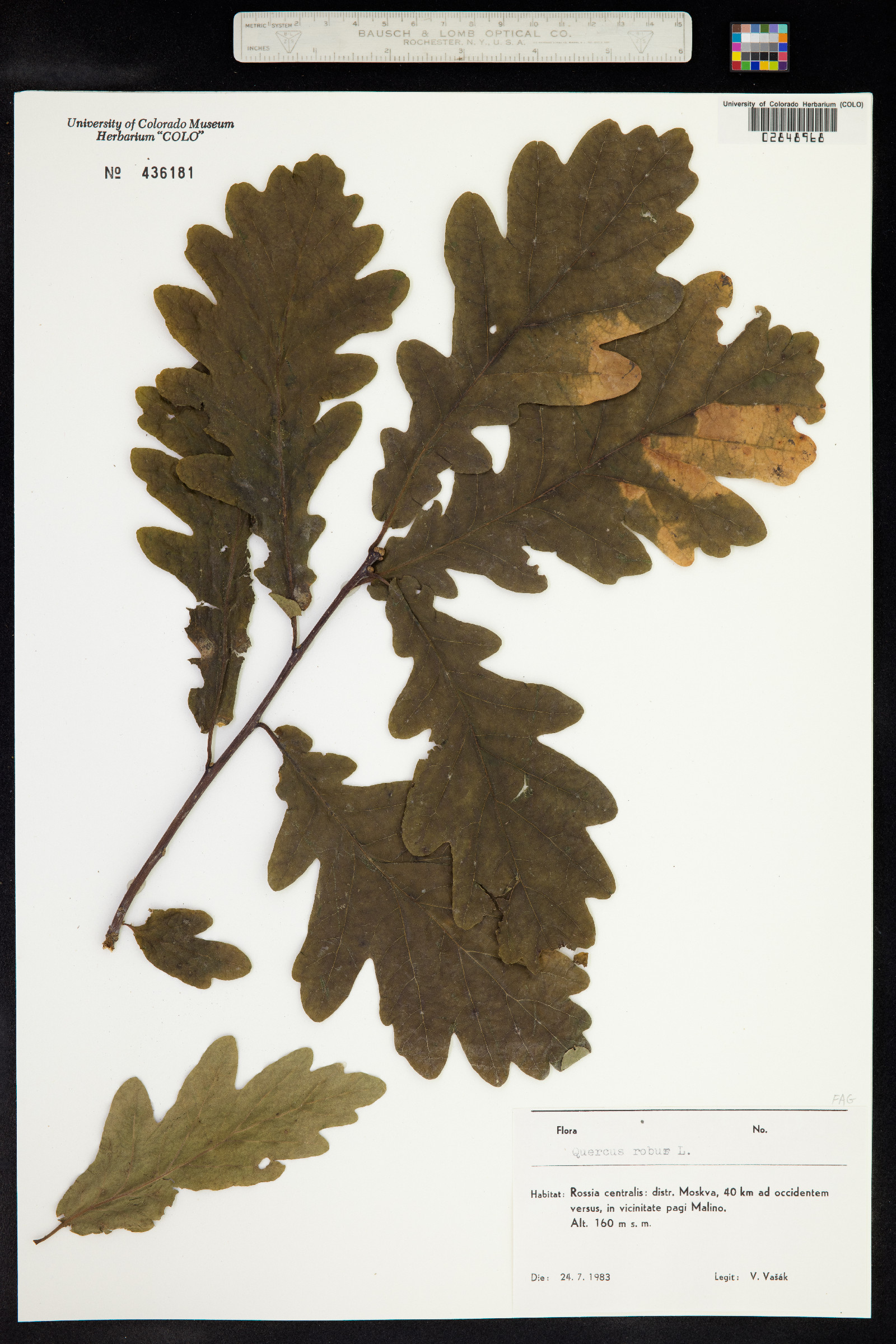 Quercus robur image
