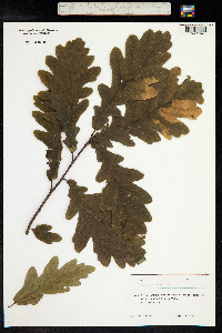 Quercus robur image