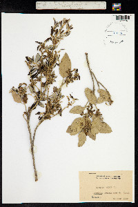 Quercus suber image