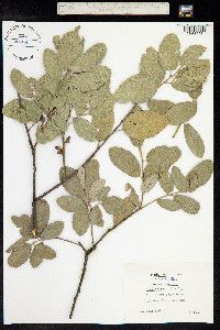 Quercus suber image