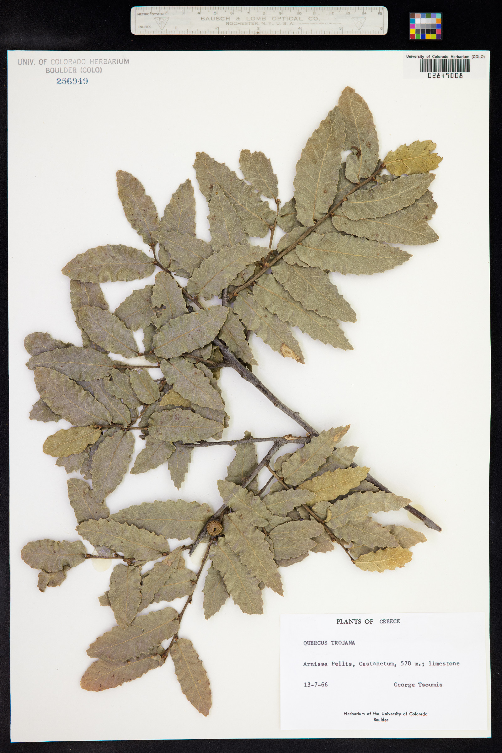 Quercus trojana image