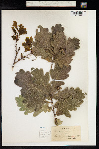 Quercus robur image