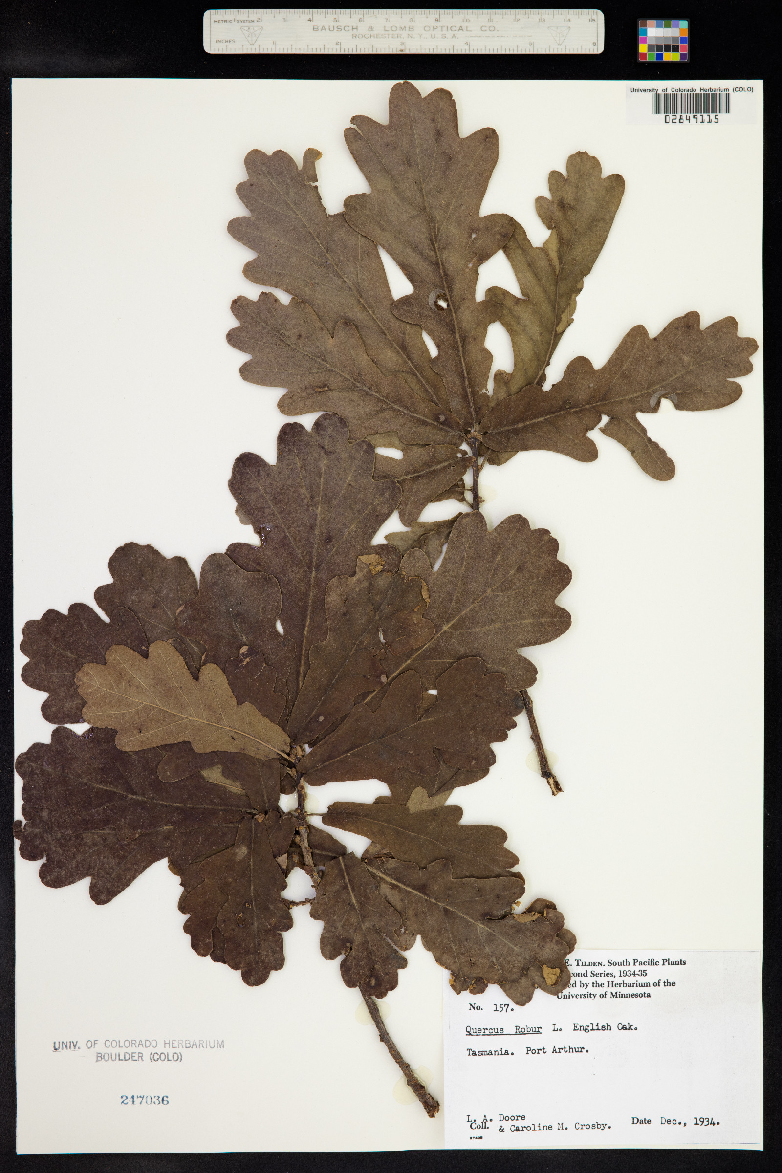 Quercus robur image