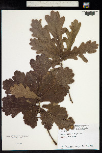 Quercus robur image