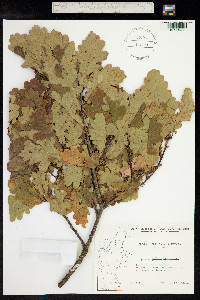 Quercus robur image