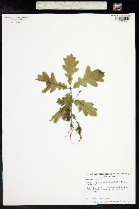 Quercus robur image