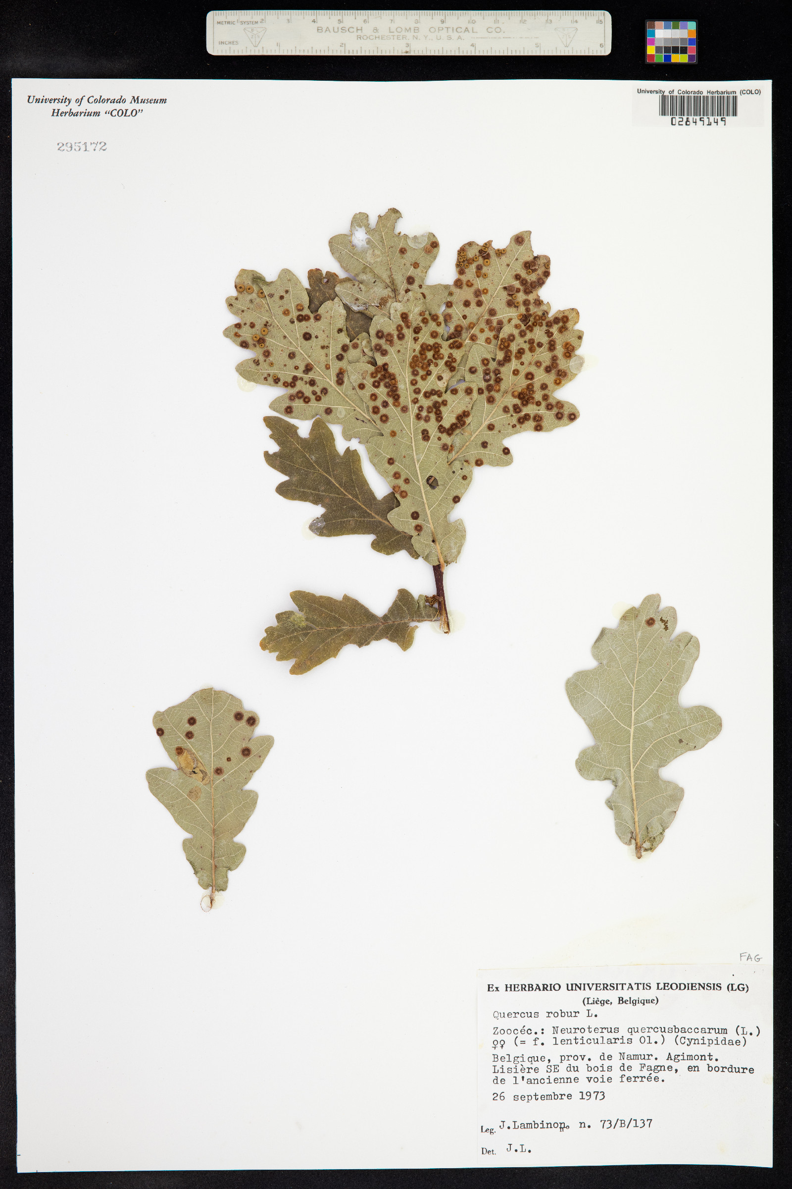 Quercus robur image