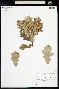 Quercus robur image