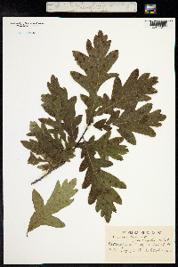 Quercus robur image