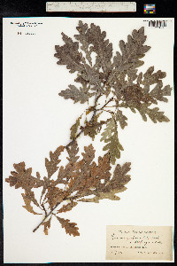 Quercus robur image