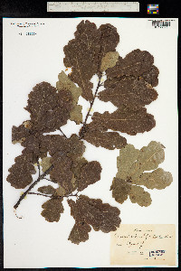 Quercus robur image