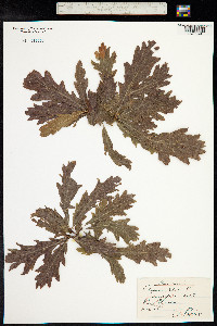 Quercus robur image