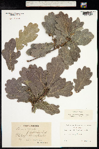 Quercus robur image