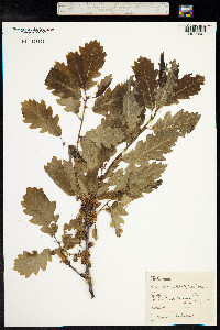 Quercus robur image