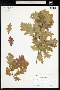 Quercus robur image