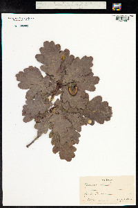 Quercus robur image