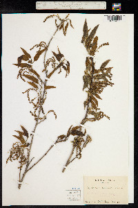 Quercus serrata image