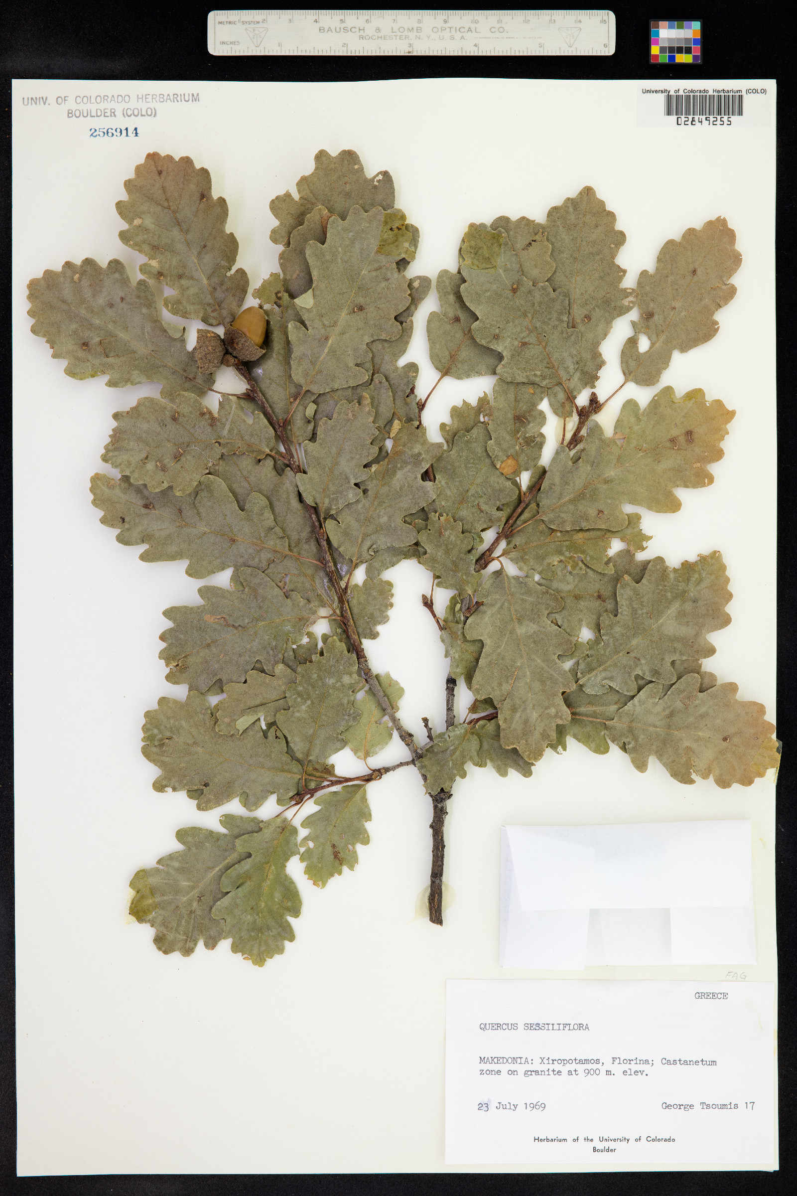 Quercus petraea image