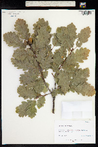 Quercus sessiliflora image