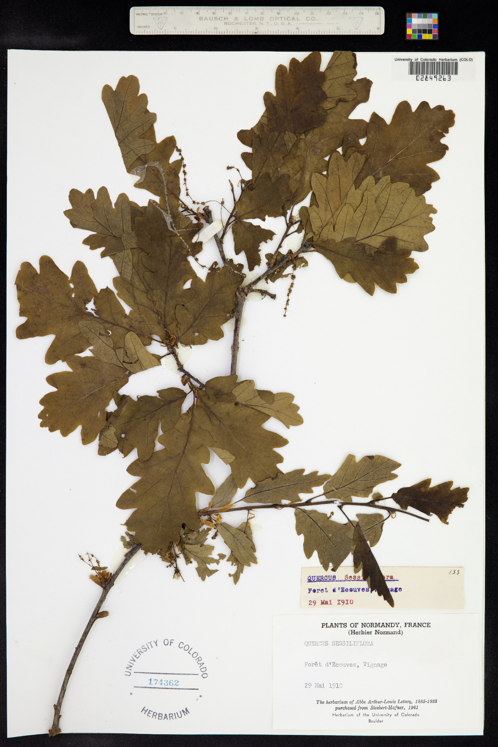 Quercus petraea image