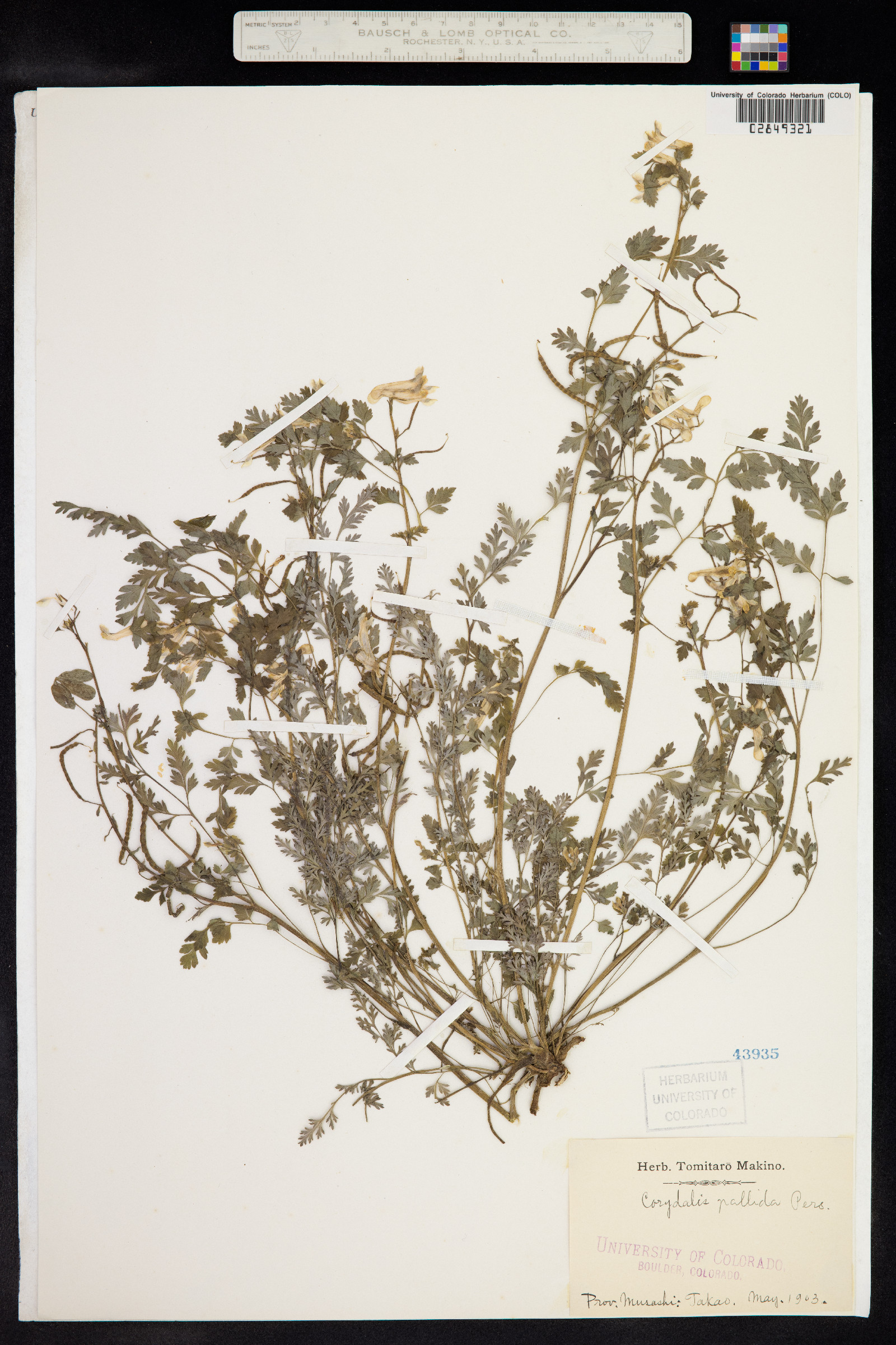 Corydalis pallida image