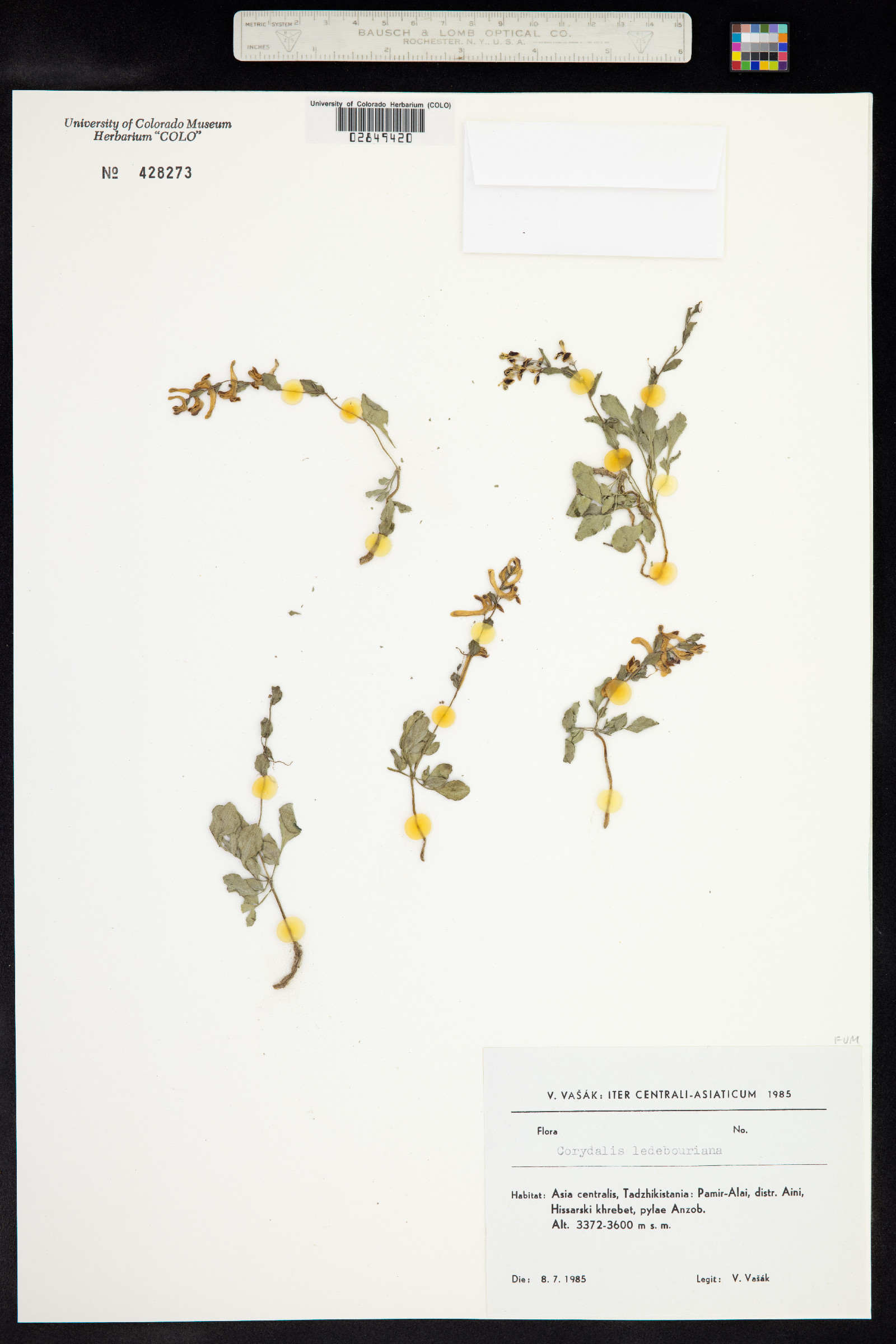 Corydalis ledebouriana image