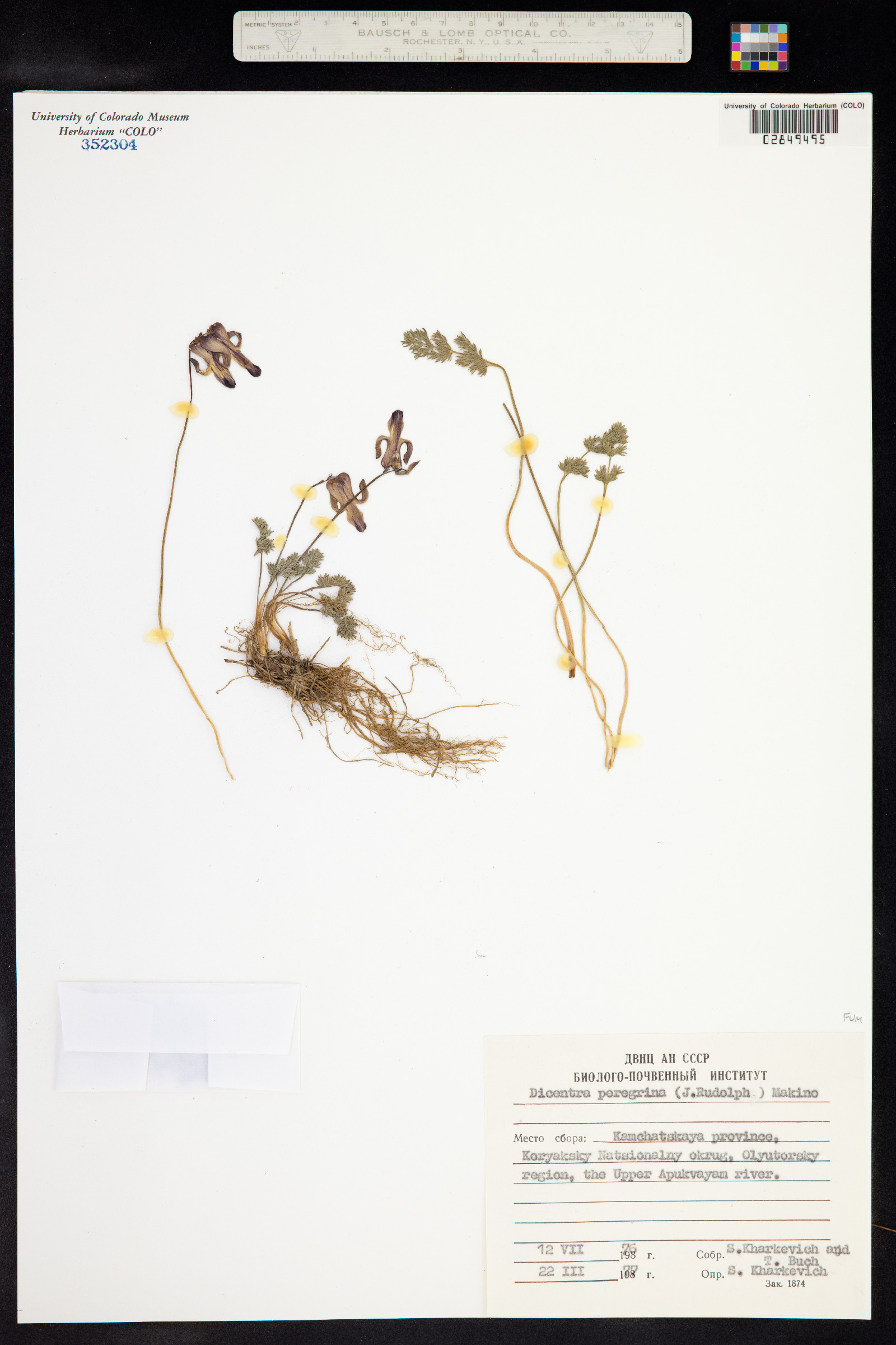 Dicentra peregrina image