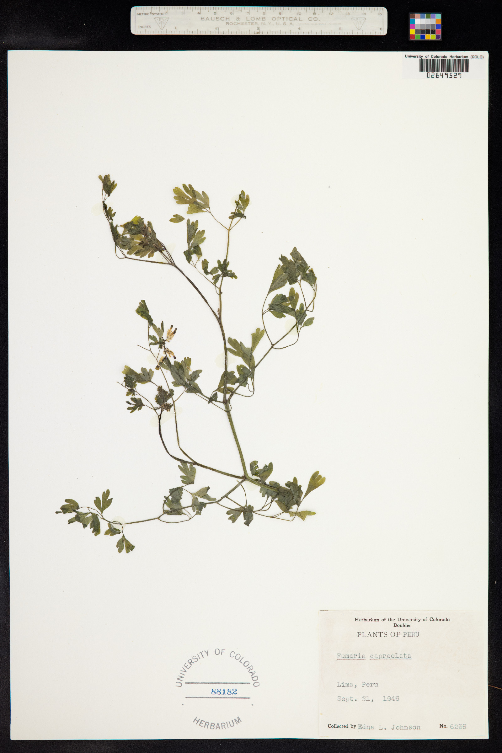 Fumaria capreolata image