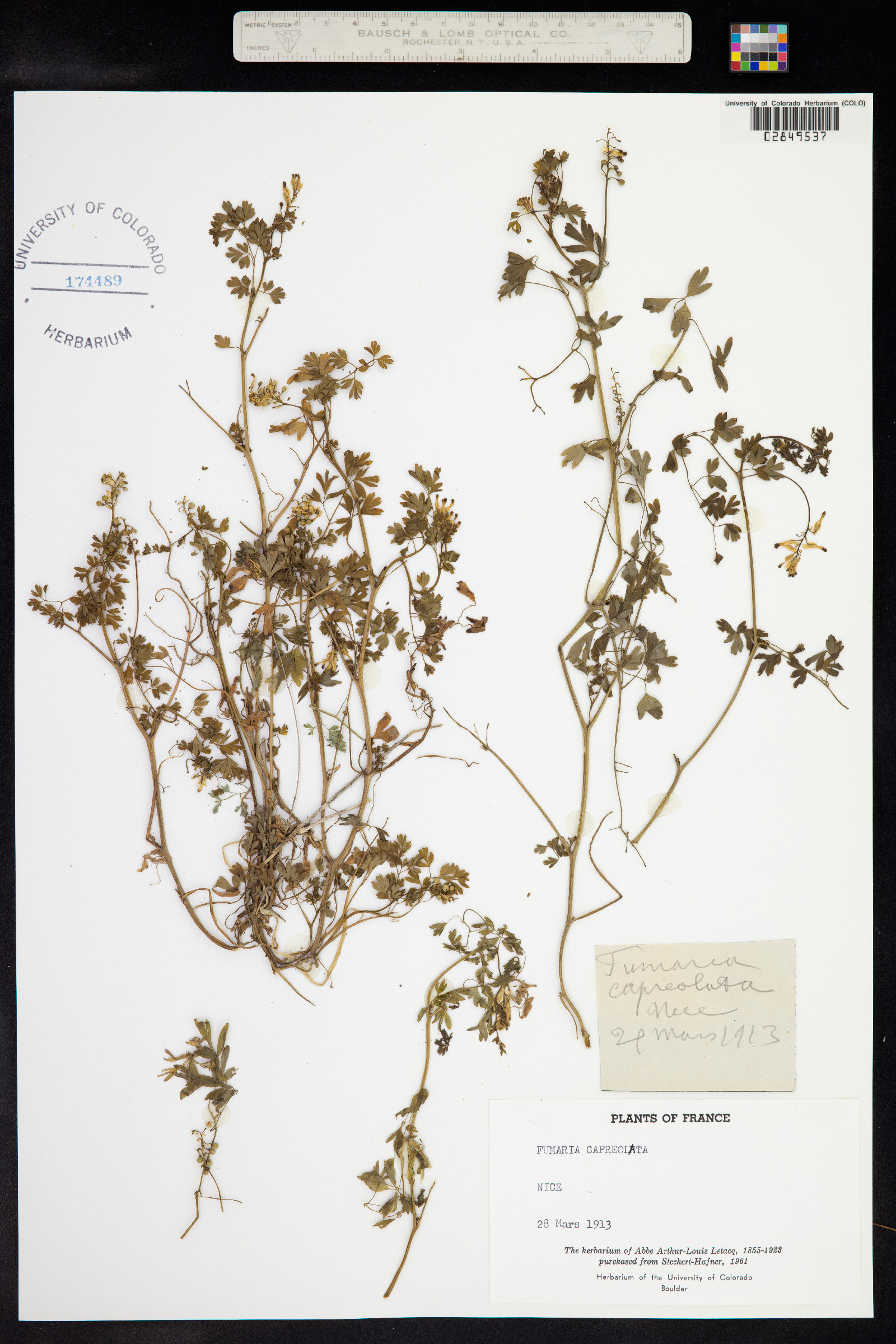 Fumaria capreolata image