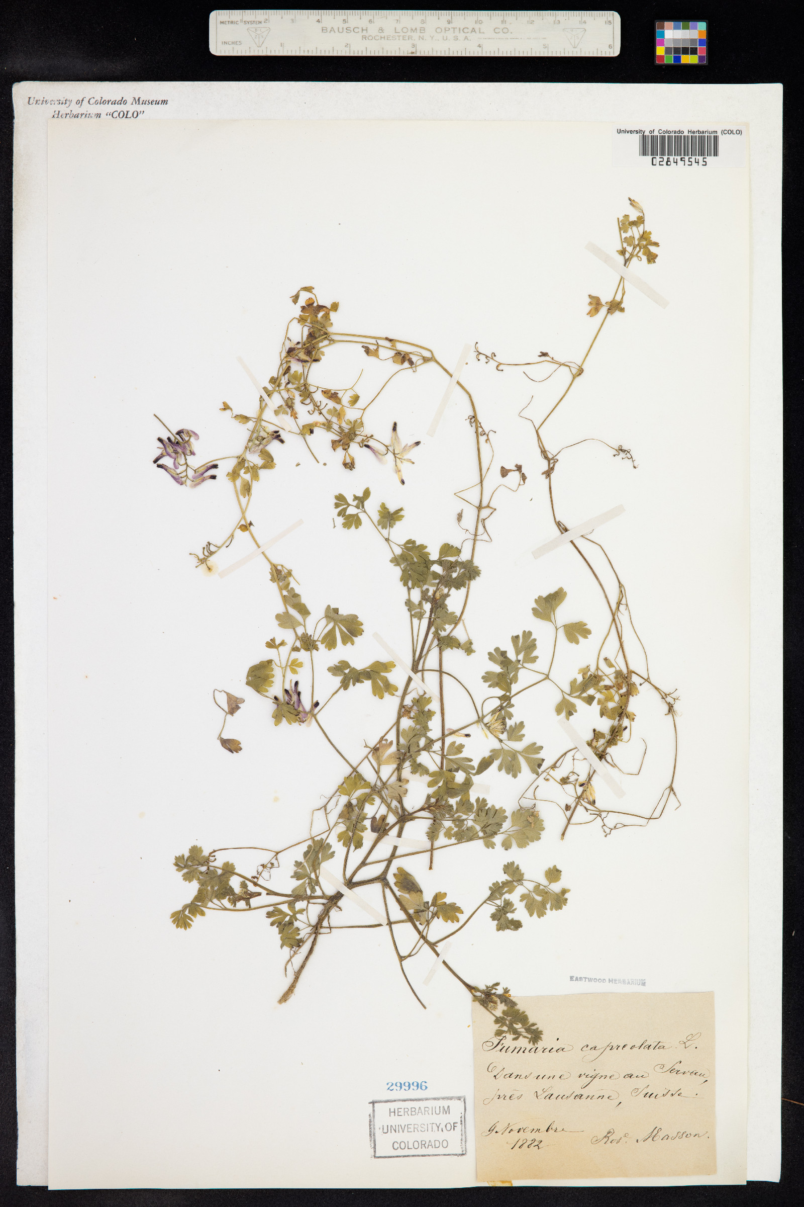 Fumaria capreolata image