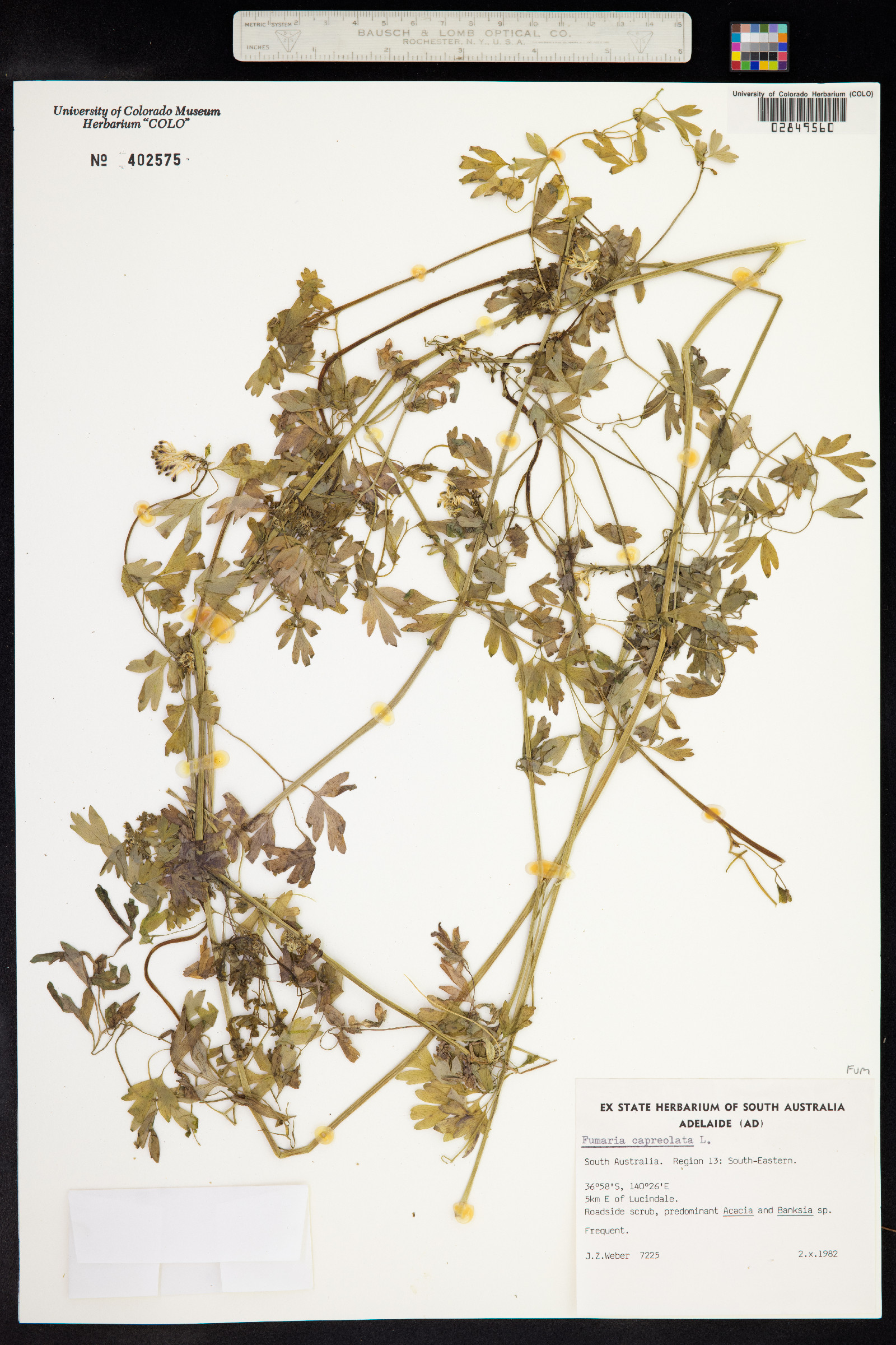 Fumaria capreolata image