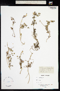 Fumaria capreolata image