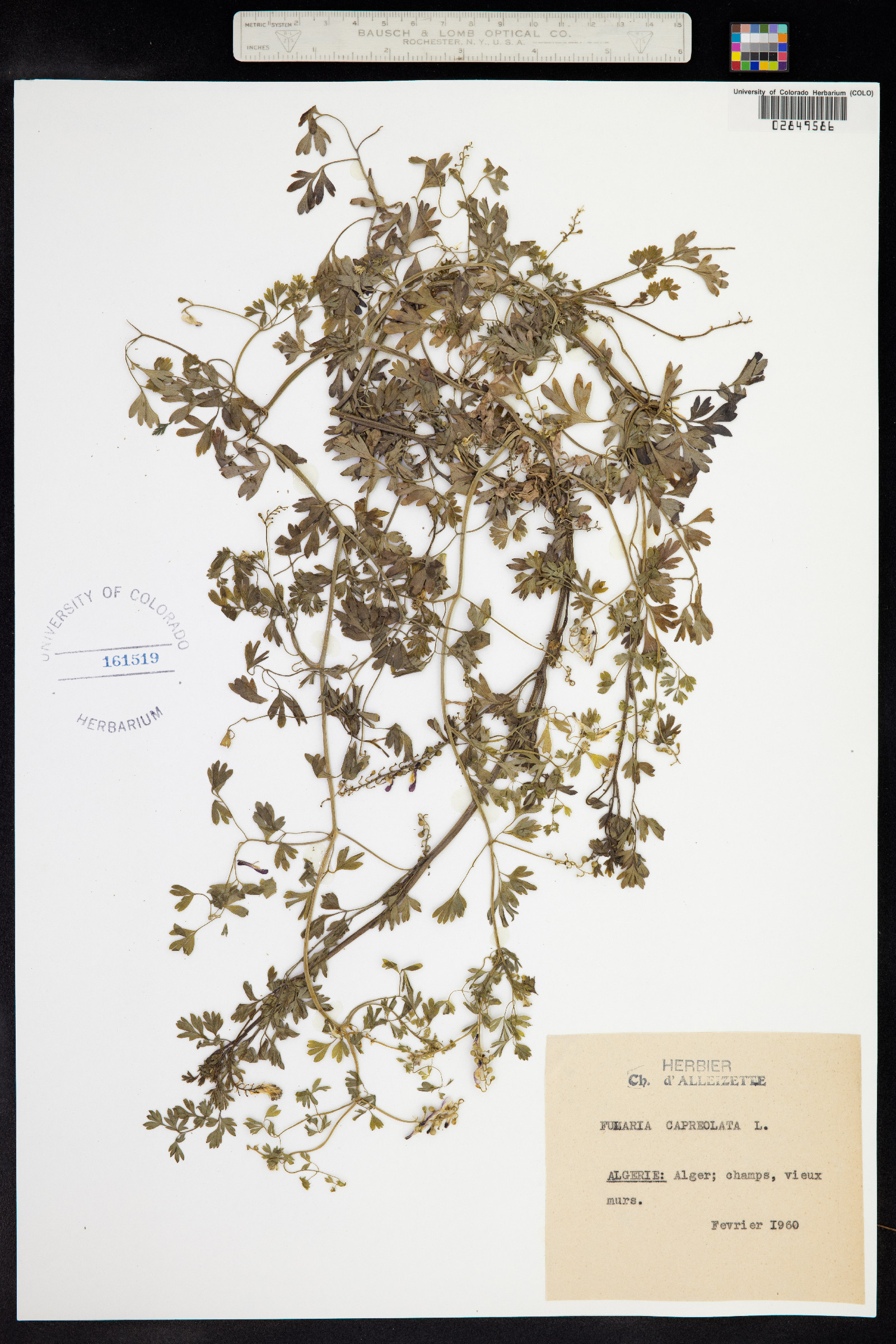 Fumaria capreolata image