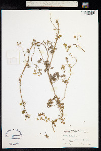 Fumaria muralis image