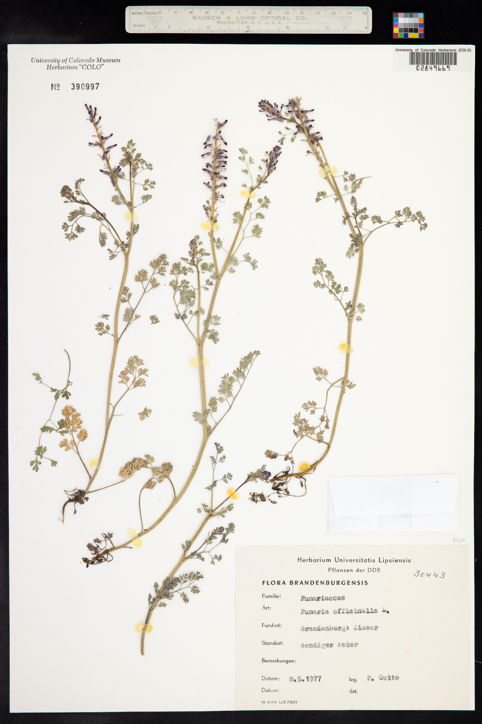 Fumaria officinalis image