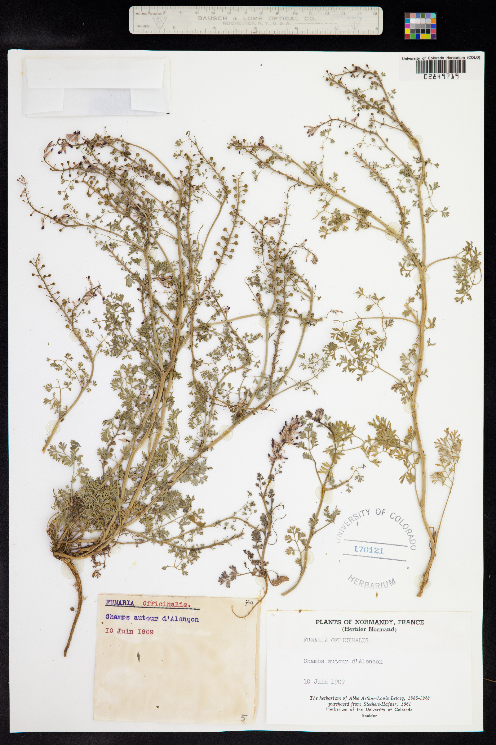 Fumaria officinalis image