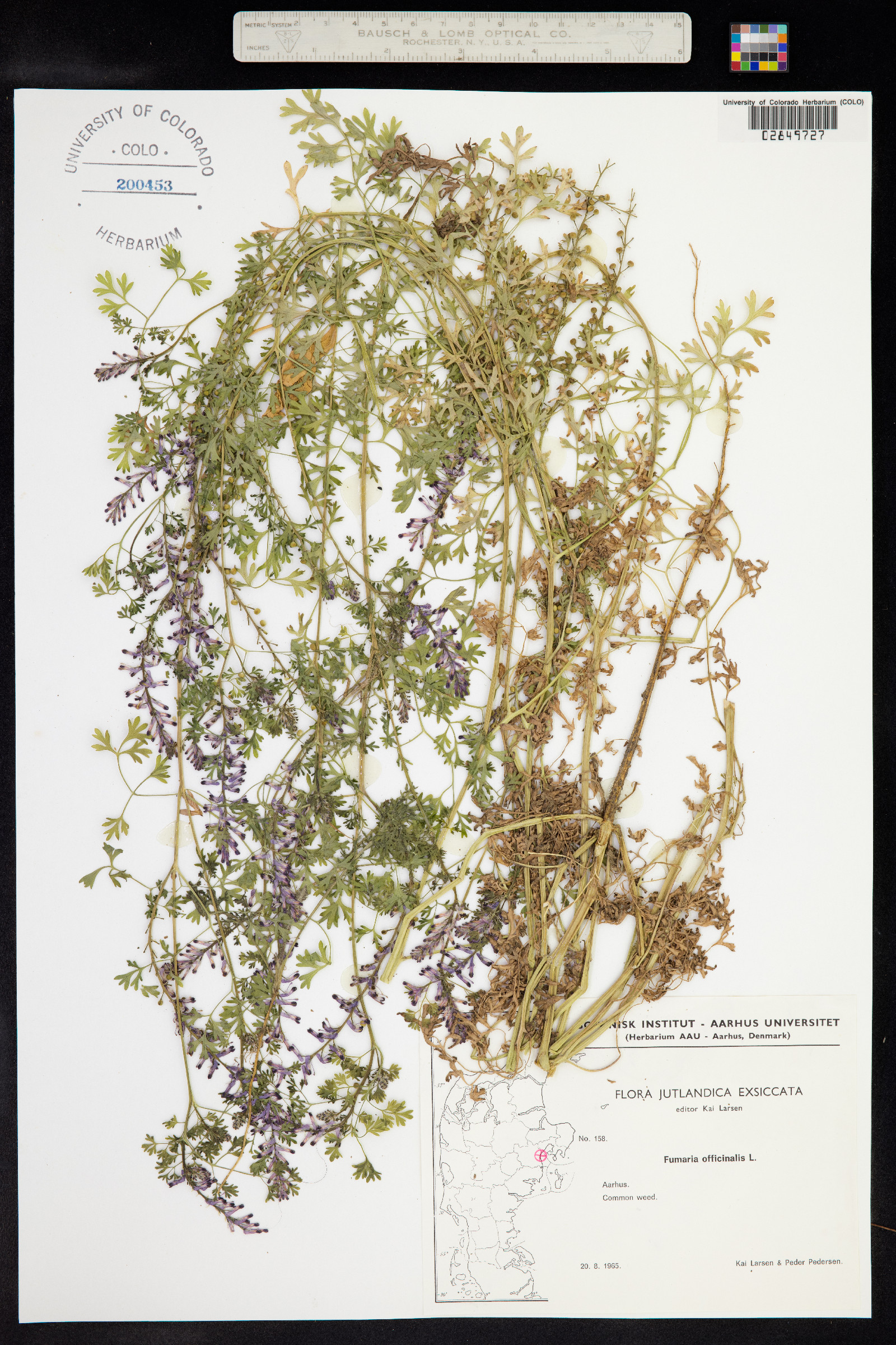 Fumaria officinalis image