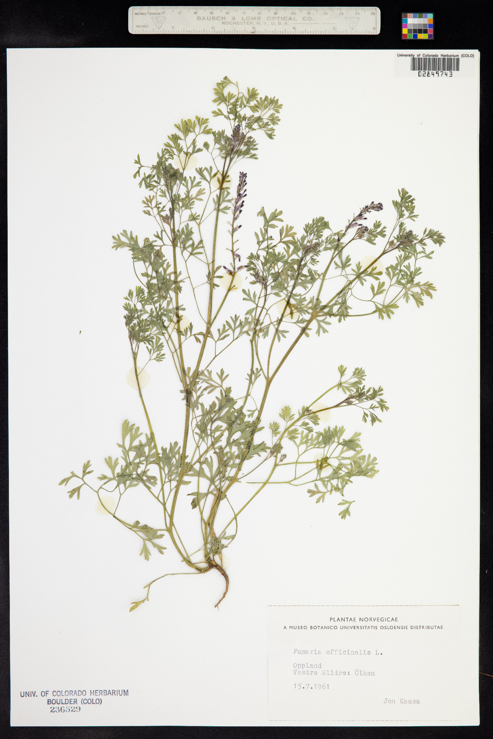 Fumaria image