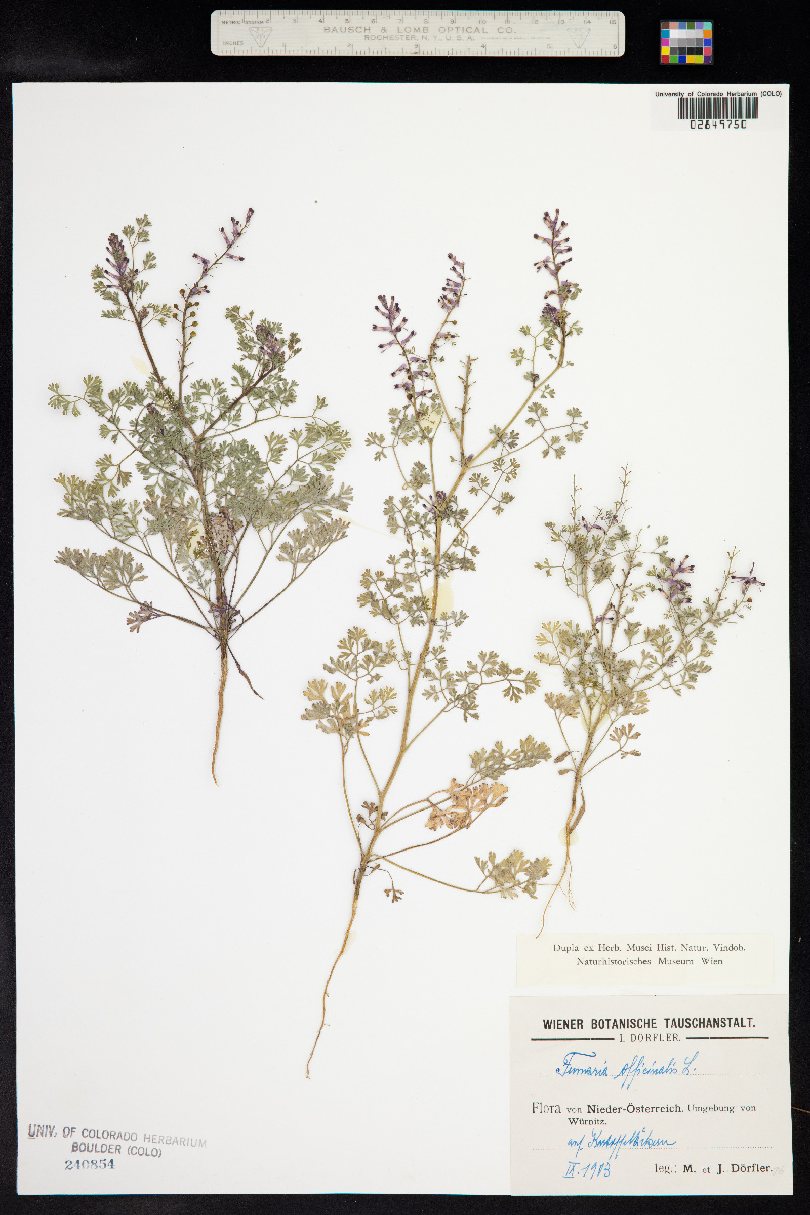 Fumaria officinalis image