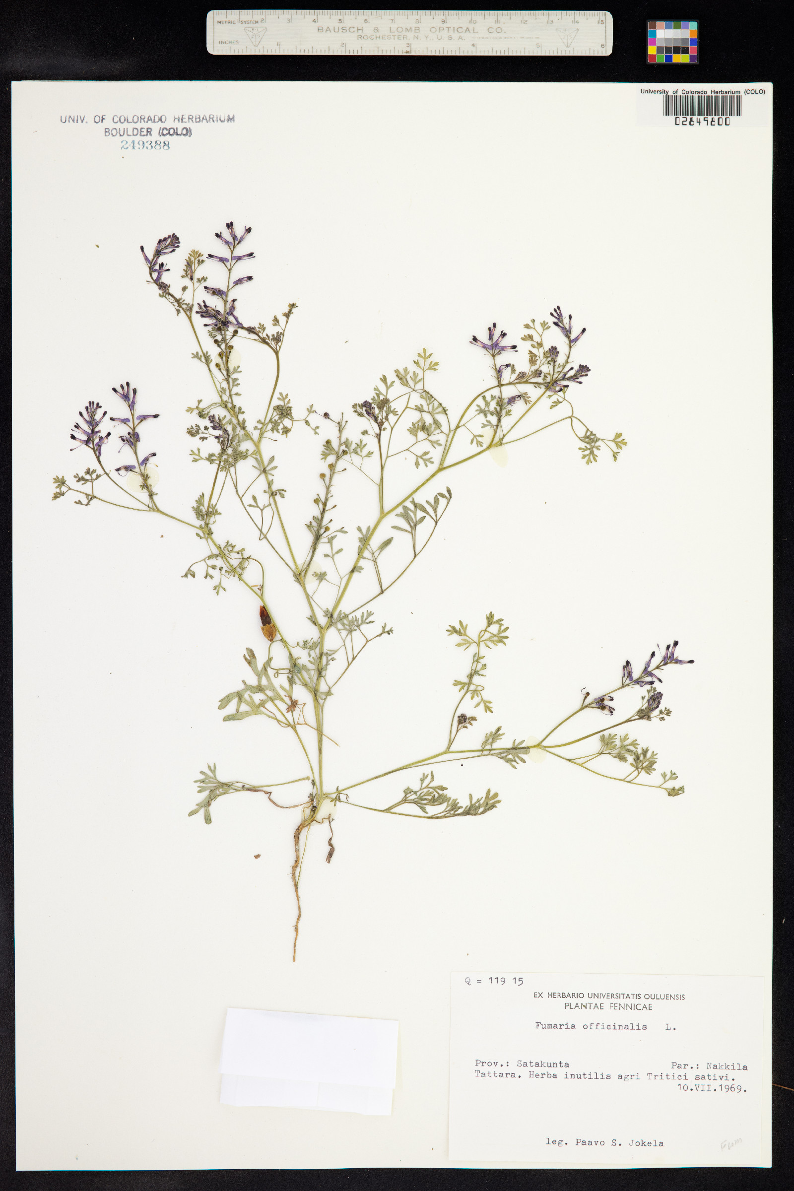 Fumaria officinalis image