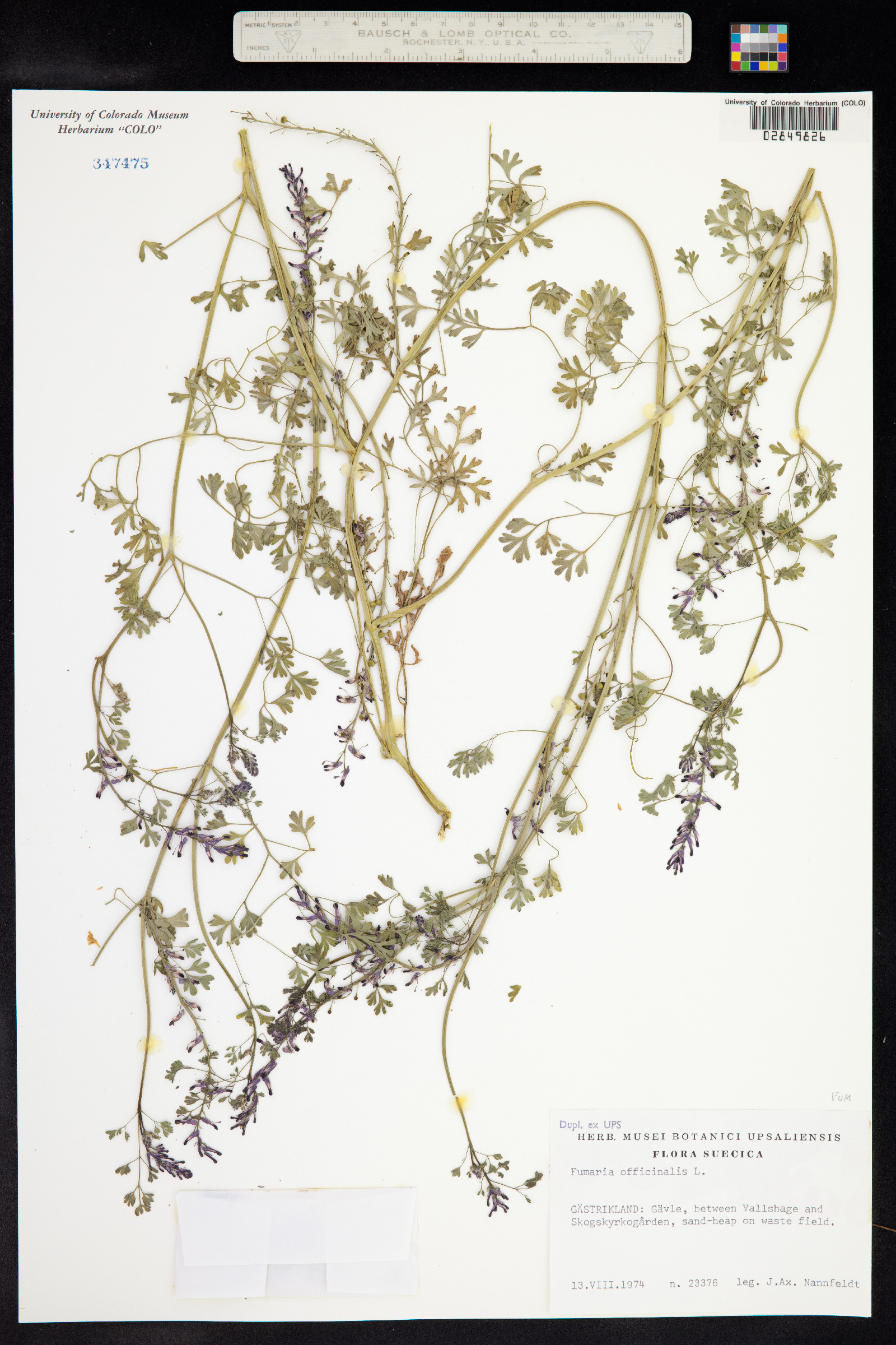Fumaria officinalis image