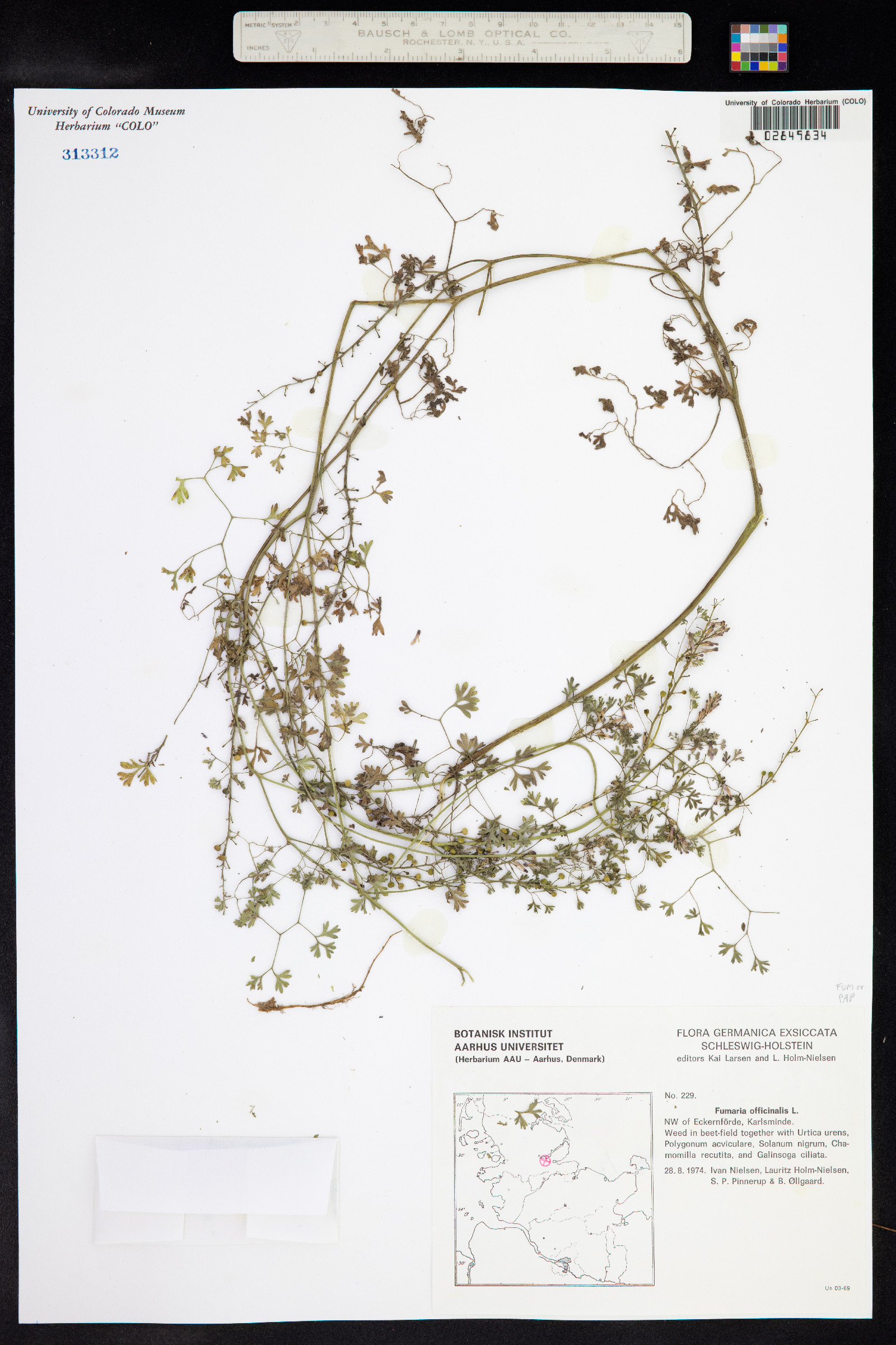 Fumaria officinalis image