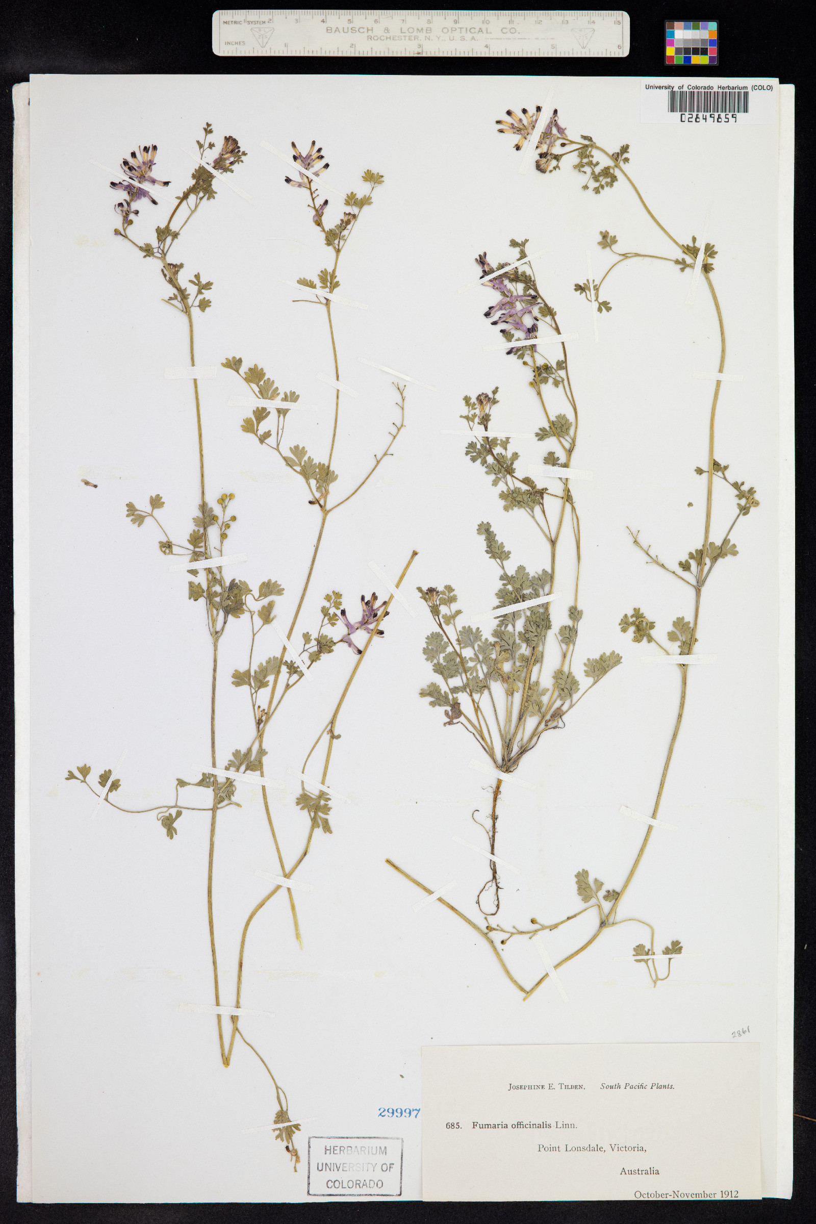 Fumaria officinalis image