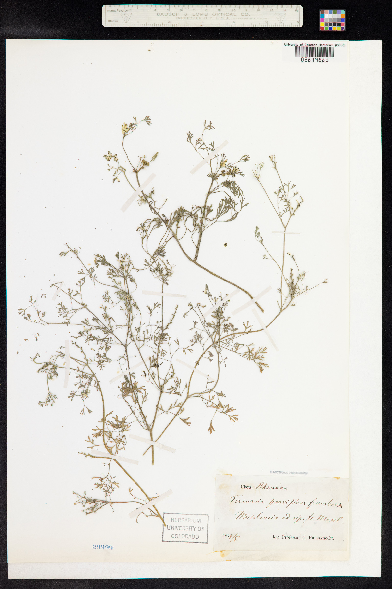 Fumaria parviflora image