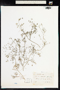 Fumaria parviflora image